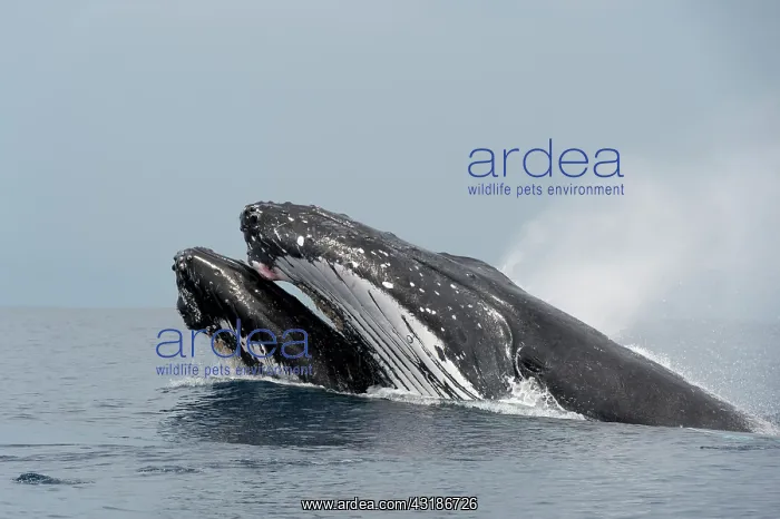 : Humpback whale (Megaptear novaeangliae) at the surface : Humpback whale (Megaptear novaeangliae) at the surface