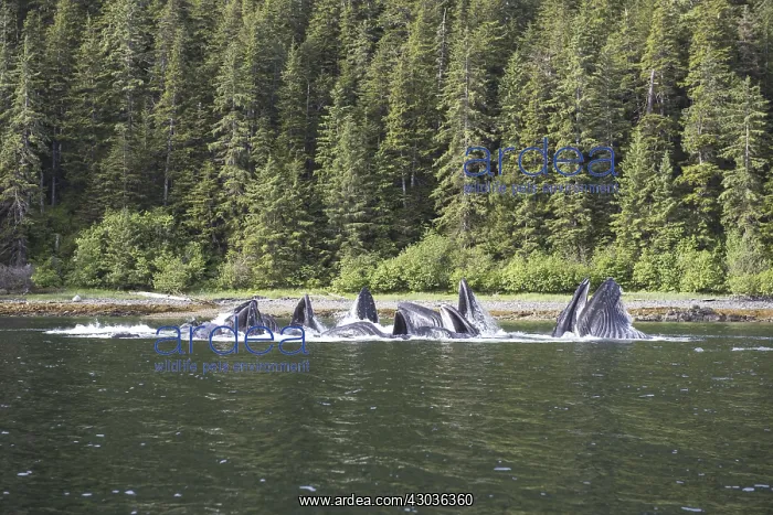 : Humpback whale, Megaptera novaeangliae, bubble-netting : Humpback whale, Megaptera novaeangliae, bubble-netting