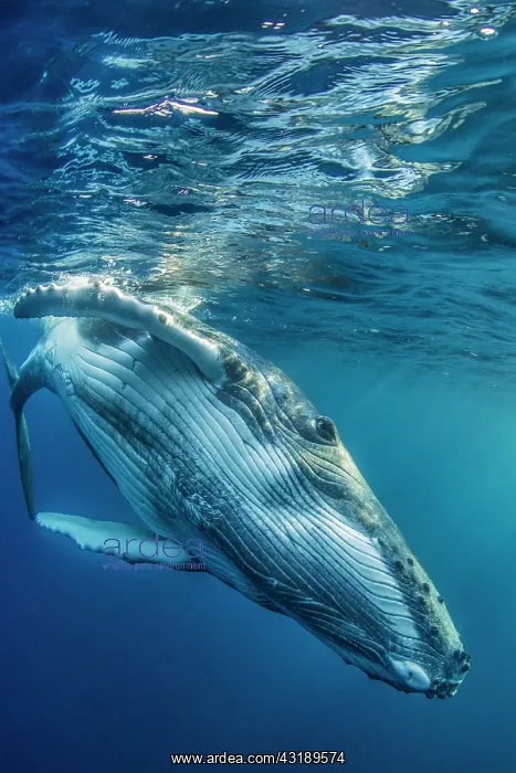 : Humpback whale (Megaptera novaeangliae) below the : Humpback whale (Megaptera novaeangliae) below the