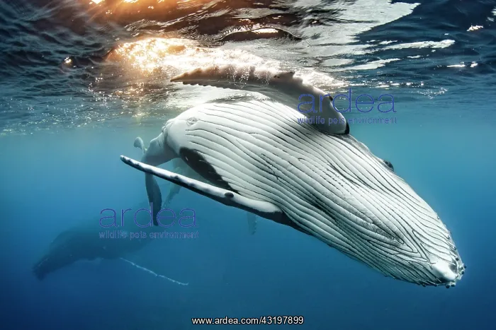 : Humpback whale (Megaptera novaeangliae), below the : Humpback whale (Megaptera novaeangliae), below the