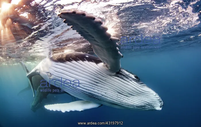 : Humpback whale (Megaptera novaeangliae), below the : Humpback whale (Megaptera novaeangliae), below the