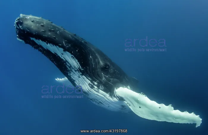  : Humpback whale (Megaptera novaeangliae) in blue