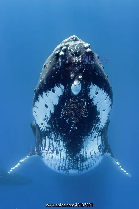 : Humpback whale (Megaptera novaeangliae) in blue : Humpback whale (Megaptera novaeangliae) in blue
