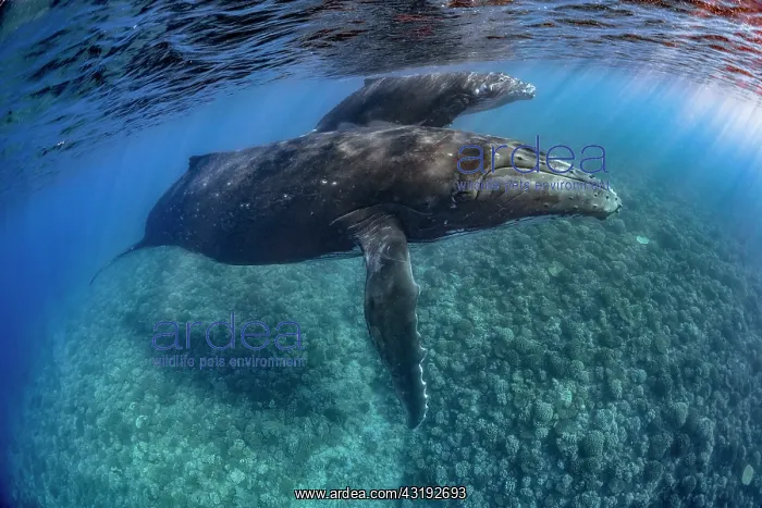 : Humpback whale (Megaptera novaeangliae) and calf : Humpback whale (Megaptera novaeangliae) and calf