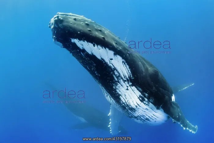  : Humpback whale (Megaptera novaeangliae) and calf