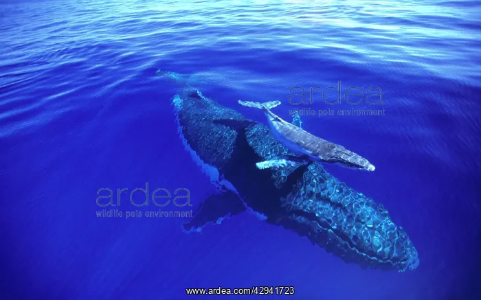 : Humpback whale (Megaptera novaeangliae) female : Humpback whale (Megaptera novaeangliae) female