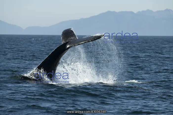 : Humpback whale, Megaptera novaeangliae, fluke : Humpback whale, Megaptera novaeangliae, fluke