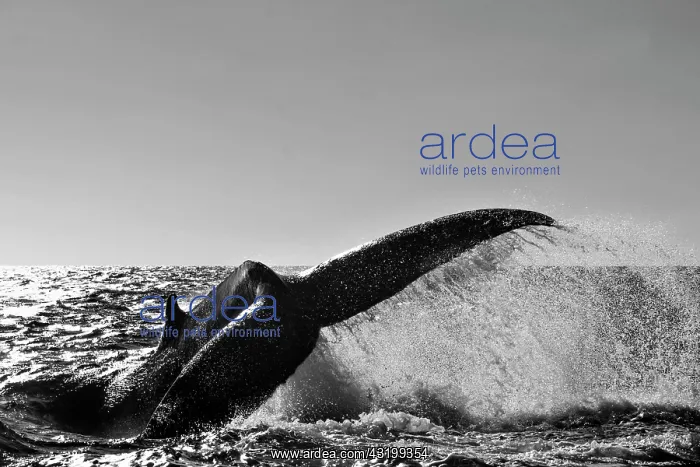 : Humpback Whale (Megaptera novaeangliae), fluke : Humpback Whale (Megaptera novaeangliae), fluke