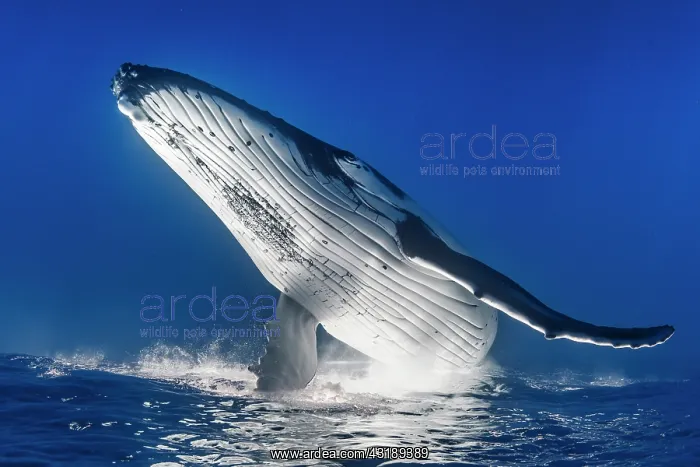 : Humpback whale (Megaptera novaeangliae) jumping : Humpback whale (Megaptera novaeangliae) jumping