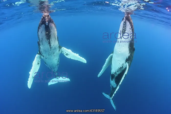 : Humpback whale (Megaptera novaeangliae) pair below : Humpback whale (Megaptera novaeangliae) pair below