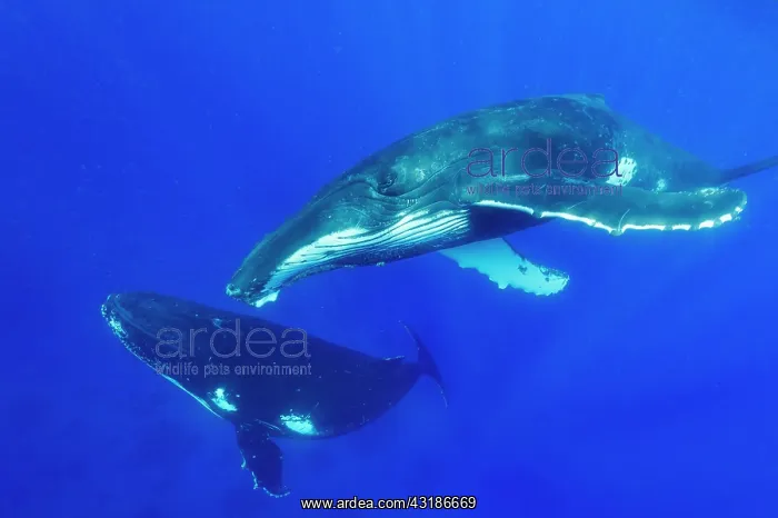 : Humpback whale (Megaptera novaeangliae) Socialising : Humpback whale (Megaptera novaeangliae) Socialising