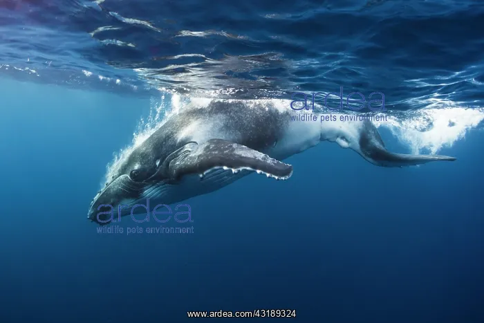 : Humpback whale (Megaptera novaeangliae) under surface : Humpback whale (Megaptera novaeangliae) under surface