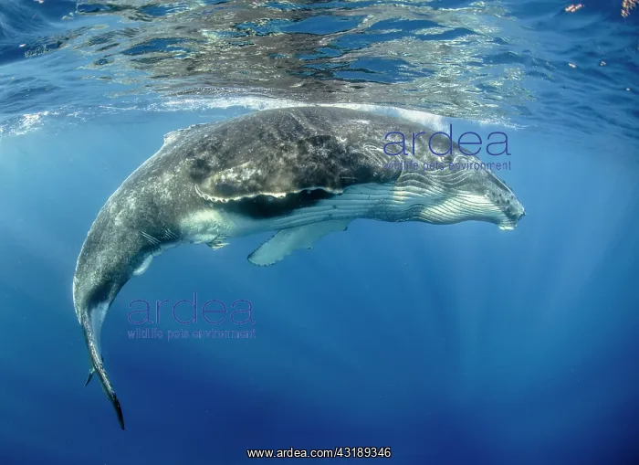 : Humpback whale (Megaptera novaeangliae) under surface : Humpback whale (Megaptera novaeangliae) under surface