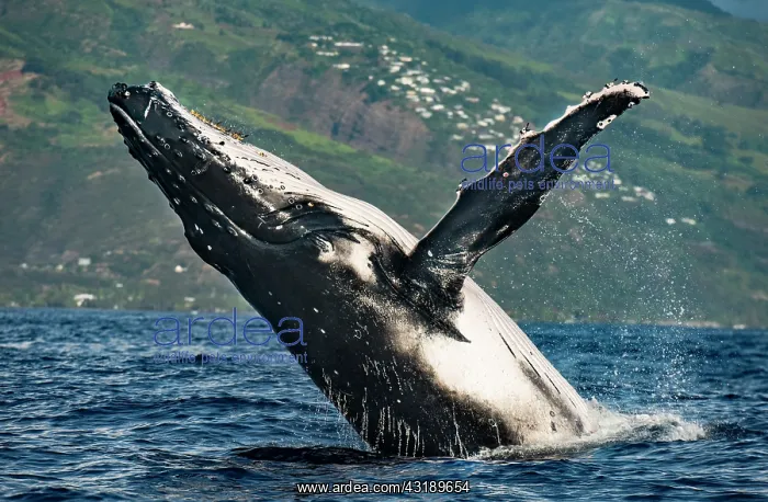 : Humpback whale (Megaptera novaeangliae), Tahiti : Humpback whale (Megaptera novaeangliae), Tahiti
