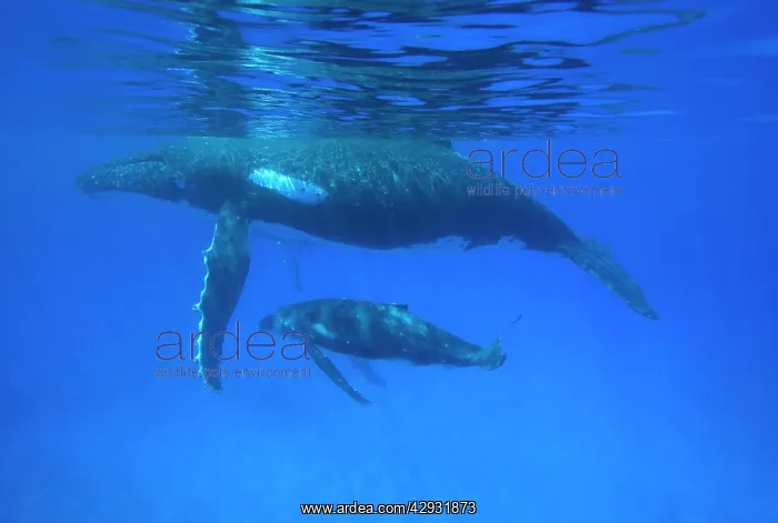  : Humpback whale - mother and calf