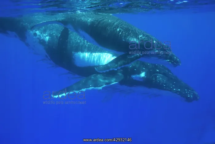 : Humpback whale - mother and calf : Humpback whale - mother and calf
