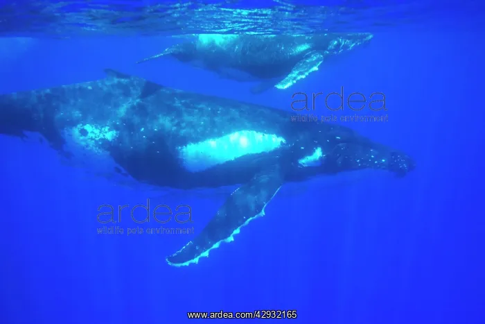 : Humpback whale - mother and calf : Humpback whale - mother and calf