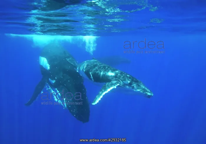 : Humpback whale - mother and calf : Humpback whale - mother and calf