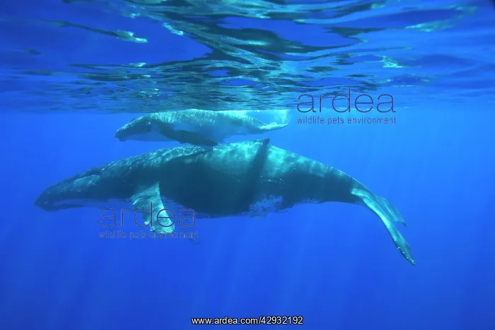 : Humpback whale - mother and calf : Humpback whale - mother and calf