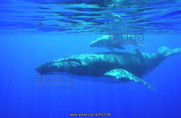 : Humpback whale - mother and calf : Humpback whale - mother and calf