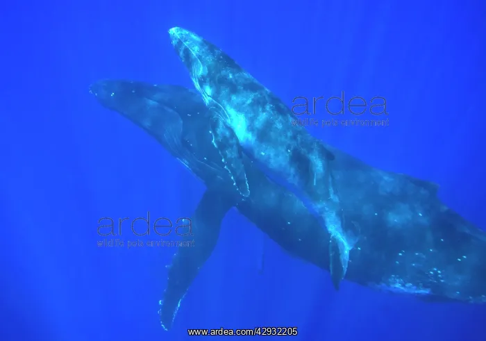 : Humpback whale - mother and calf : Humpback whale - mother and calf