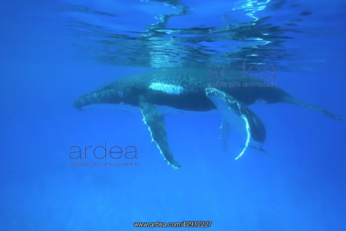 : Humpback whale - mother and calf : Humpback whale - mother and calf