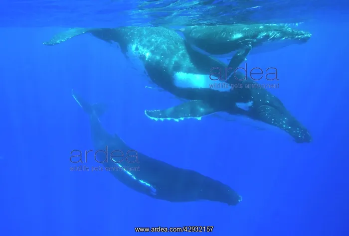  : Humpback whale - Mother, calf and escort