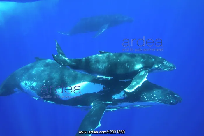 : Humpback whale - Mother, calf, and escort (the : Humpback whale - Mother, calf, and escort (the