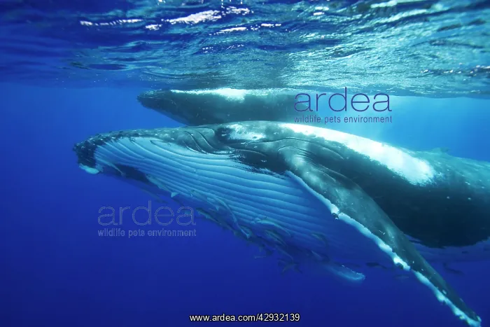 : Humpback whale - Mother and calf. Note the throat : Humpback whale - Mother and calf. Note the throat