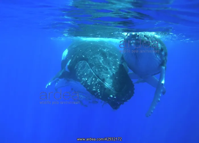 : Humpback whale - Mother and calf resting near the surface : Humpback whale - Mother and calf resting near the surface