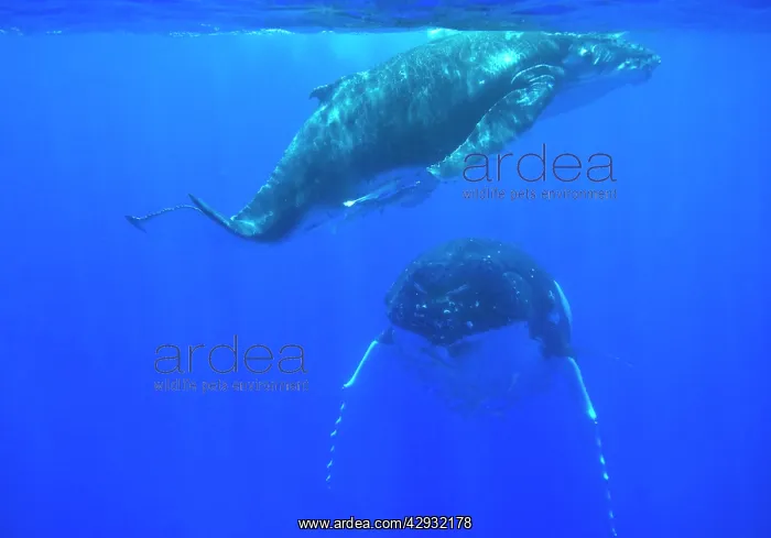 : Humpback whale - Mother and calf resting near the surface : Humpback whale - Mother and calf resting near the surface