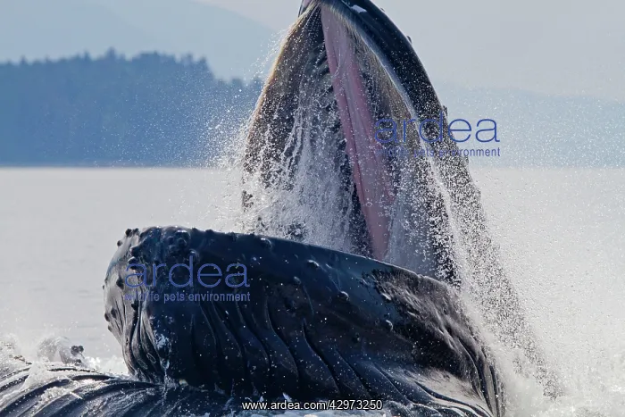  : Humpback Whale - with mouth open lunge  /  bubblenet feeding
