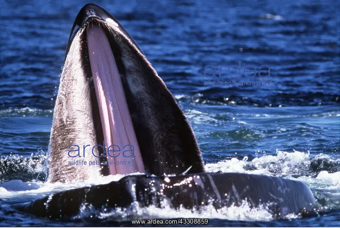 : Humpback Whale - Open mouth showing upper jaw: : Humpback Whale - Open mouth showing upper jaw: