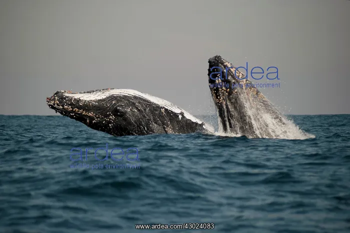 : Humpback Whale pair breaching : Humpback Whale pair breaching
