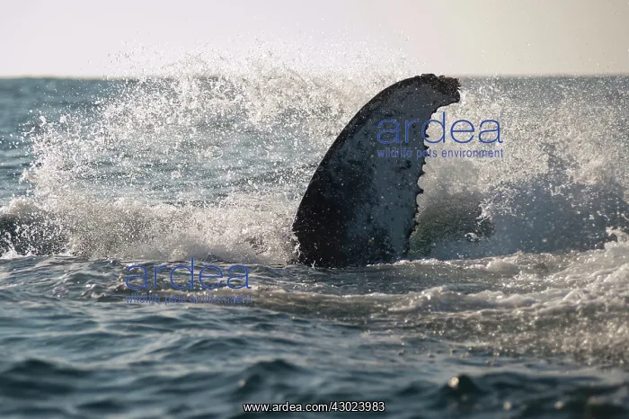 : Humpback Whale pectoral fin : Humpback Whale pectoral fin
