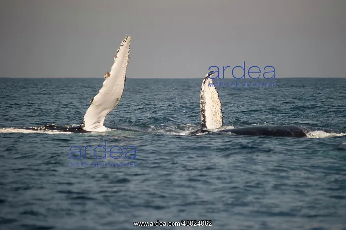 : Humpback Whale pectoral fin : Humpback Whale pectoral fin