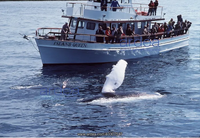 : HUMPBACK WHALE - people watching from boat : HUMPBACK WHALE - people watching from boat