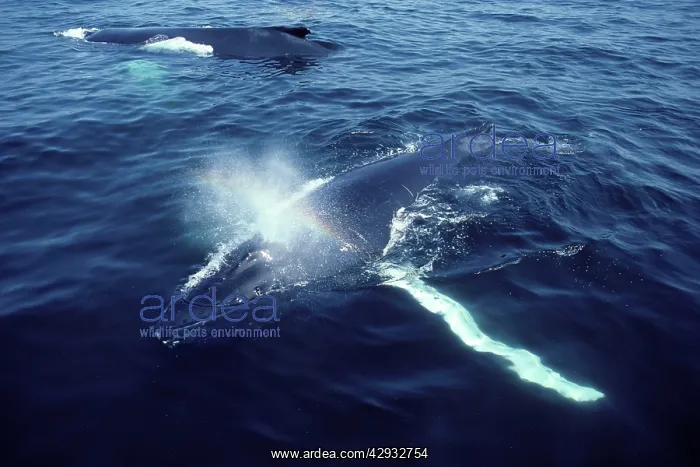: Humpback whale - Resting ('Logging') : Humpback whale - Resting ('Logging')