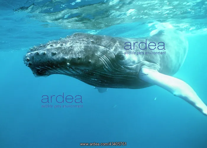 : HUMPBACK WHALE - silverbank : HUMPBACK WHALE - silverbank