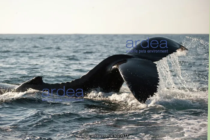 : Humpback Whale slapping fluke (tail fin) : Humpback Whale slapping fluke (tail fin)