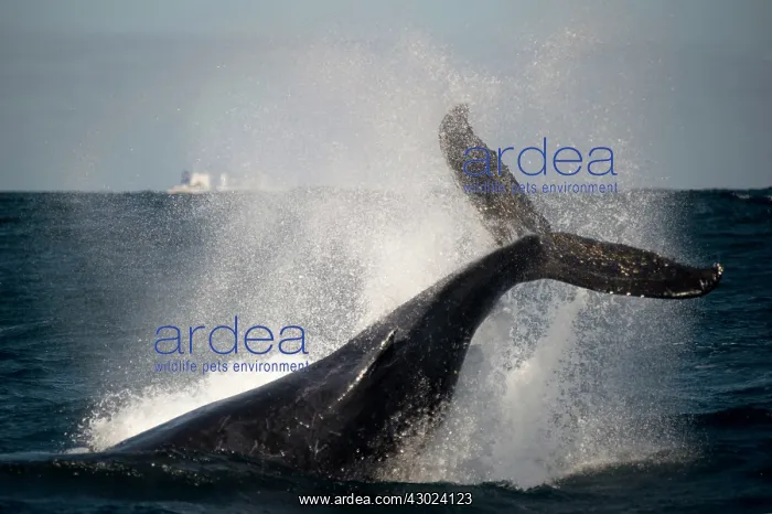 : Humpback Whale slapping fluke (tail fin) : Humpback Whale slapping fluke (tail fin)