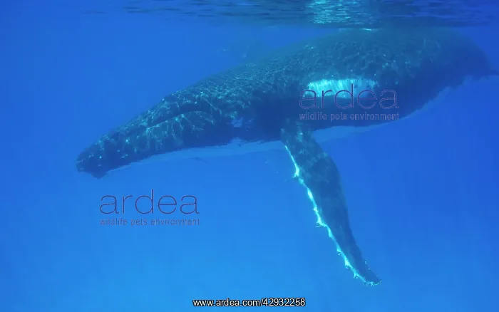 : Humpback whale - Southern Hemisphere Humpbacks : Humpback whale - Southern Hemisphere Humpbacks