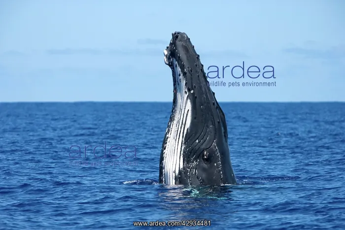 : Humpback whale - Spyhopping : Humpback whale - Spyhopping