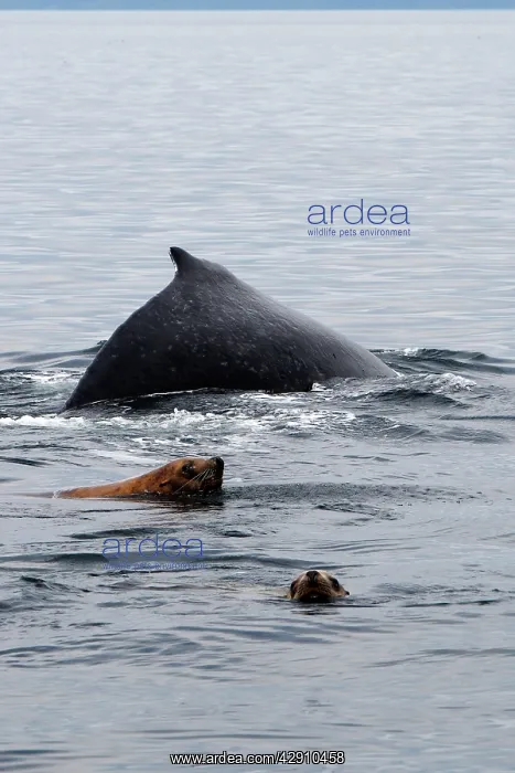 : Humpback Whale with Steller sealion (Eumetopias jubatus) : Humpback Whale with Steller sealion (Eumetopias jubatus)