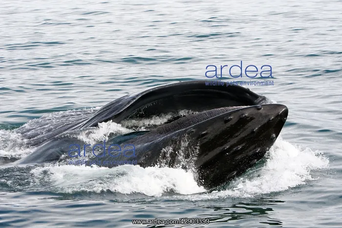 : Humpback Whale - Surface feeding : Humpback Whale - Surface feeding