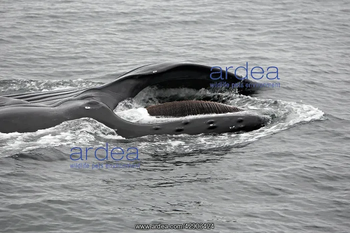 : Humpback Whale - Surface feeding : Humpback Whale - Surface feeding