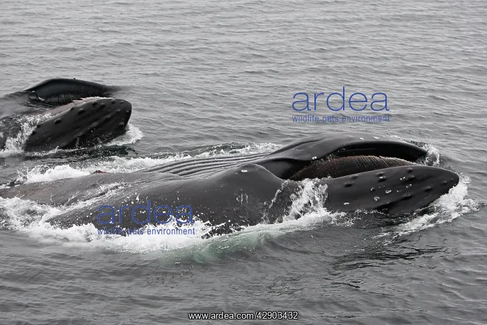 : Humpback Whale - Surface feeding : Humpback Whale - Surface feeding