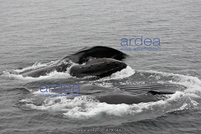 : Humpback Whale - Surface feeding : Humpback Whale - Surface feeding