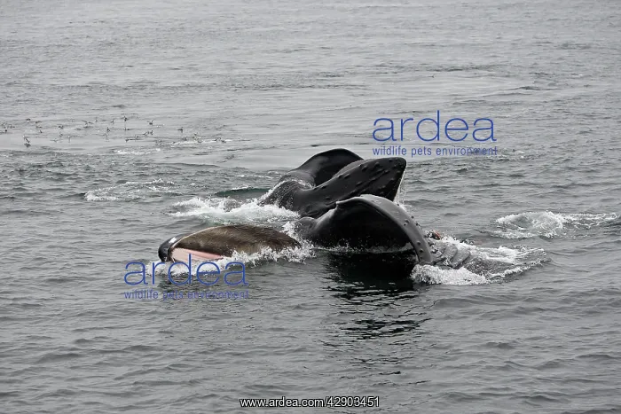 : Humpback Whale - Surface feeding : Humpback Whale - Surface feeding