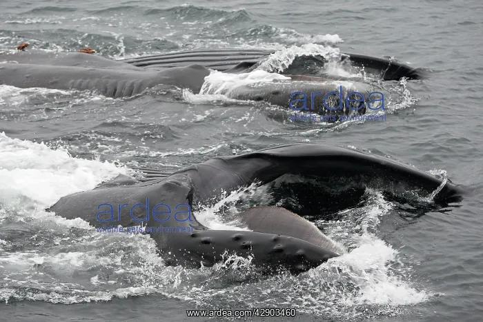 : Humpback Whale - Surface feeding : Humpback Whale - Surface feeding